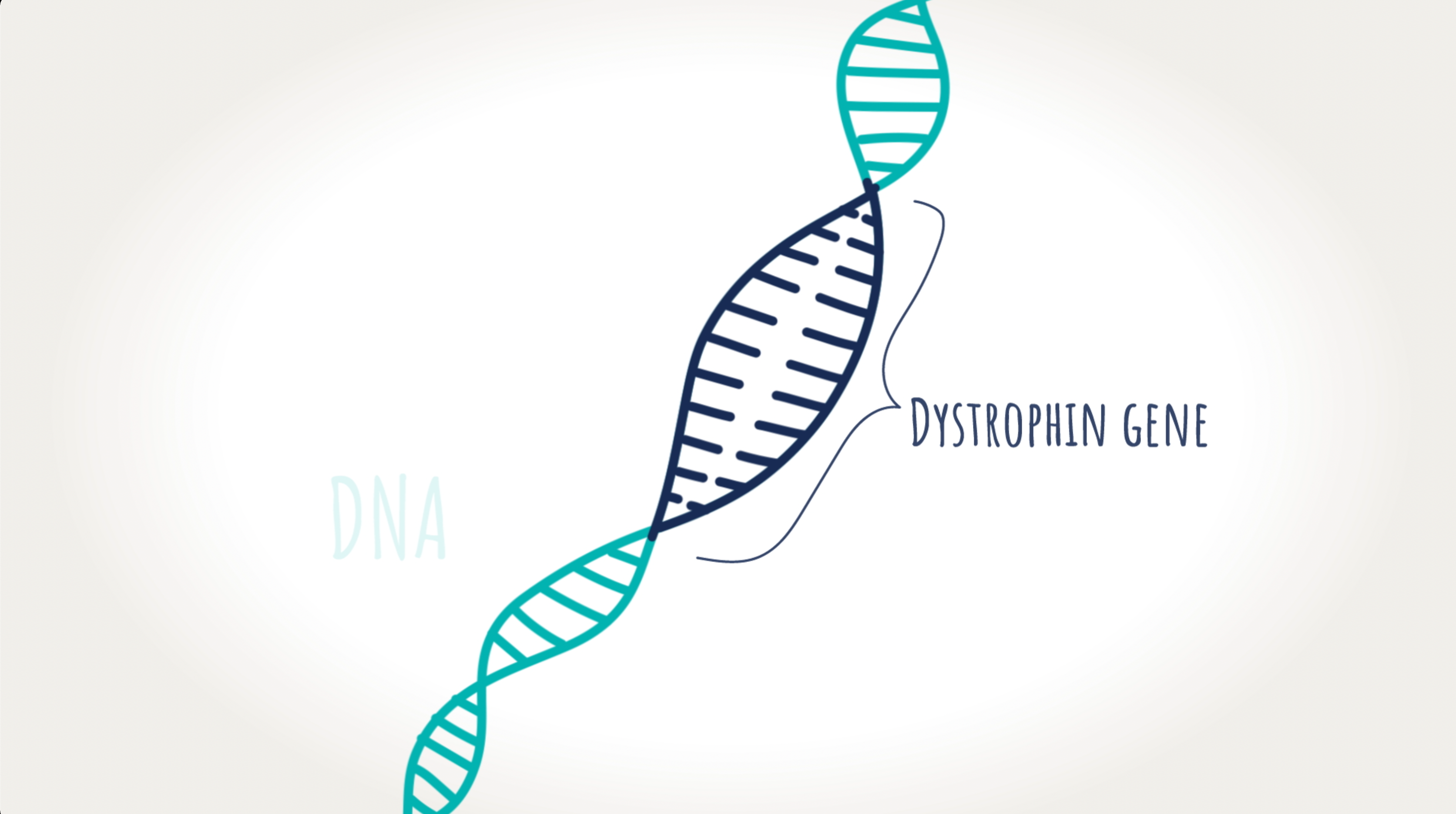 Graphic of dystrophin gene in DNA
